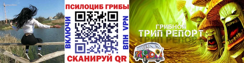 Купить  Любань  Псилоцибиновые грибы Cubensis 